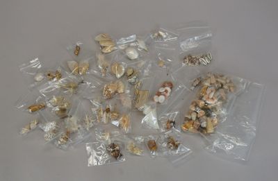 a lot of small shells in a bag on the table