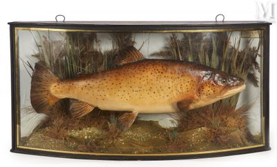 un faux poisson exposé dans une vitrine
