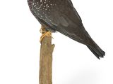un oiseau perché sur un socle en bois