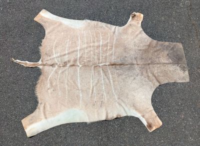 une image représentant un morceau de peau d'animal posé par terre