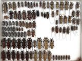 a lot of bugs that are hanging on the wall
