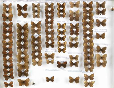 de nombreux papillons exposés dans une vitrine