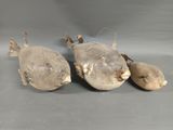 three pufferfishs sitting on a gray surface next to each other