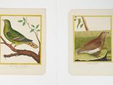 two birds that are sitting on a tree branch
