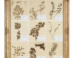 une photo encadrée représentant un assortiment de plantes séchées, présentée dans un cadre doré