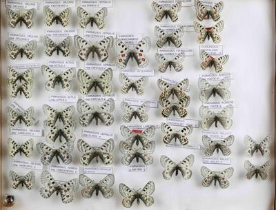 de nombreux papillons exposés dans une vitrine