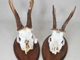 deux crânes d'antilope montés sur des socles en bois, sur fond blanc