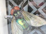 a picture of a fly that is sitting in a window