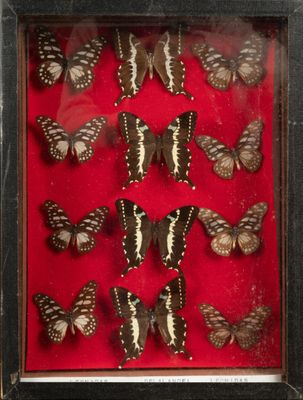 des papillons dans un cadre vitré sur fond rouge