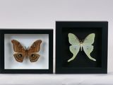 two framed butterflies that are sitting in a shadow box