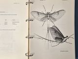 an open book with a drawing of a dragonfly and a drawing of a dragonfly