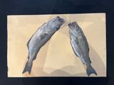 two fish that are sitting on a piece of paper