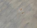 footprints in the sand on a beach with a dog ' s paw