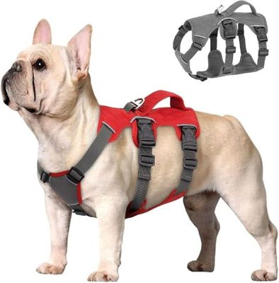 un chien qui porte un harnais sur le dos