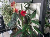 many plants that are in the planter on the table