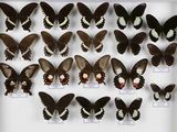 de nombreux papillons exposés dans une boîte blanche