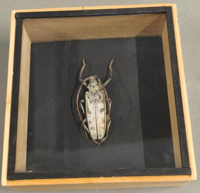 [ENTOMOLOGIE] Belle boîte de longicornes République centre A…