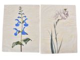 On voit deux tableaux représentant des fleurs bleues sur fond blanc