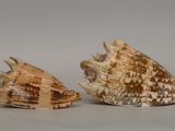 two seashells on a white surface with a gray background