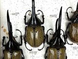 four beetles are mounted on a white board in a display