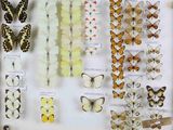 de nombreux types de papillons exposés dans une vitrine