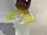 un vase en verre contenant une fleur, posé sur une table