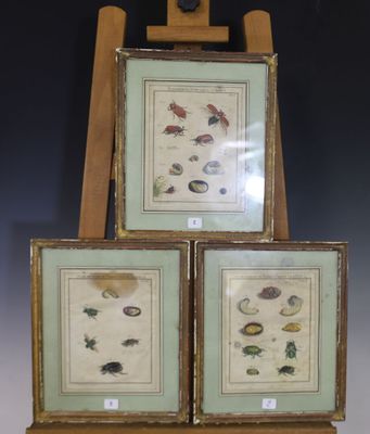 trois photos d'insectes encadrées, exposées devant un chevalet en bois