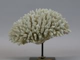 an image of a small white coral on a black stand