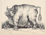 un dessin en noir et blanc représentant un taureau dans un champ