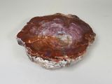 a picture of a piece of petrified material