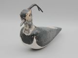 un vieil oiseau noir et blanc perché sur une surface blanche