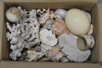 une boîte remplie de coquillages et d'urinoirs marins
