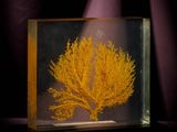 un corail orange dans une boîte en verre sur fond noir