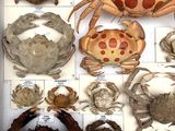 a lot of different types of crabs in a box