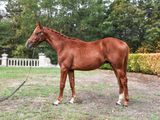a brown horse that is standing in the grass