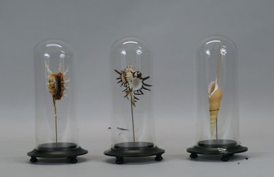 three glass cloches with different types of plants inside of them