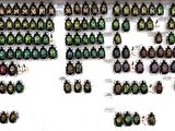 a lot of beetles that are on display on the wall