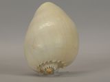 a bulb of garlic on a table with a gray background