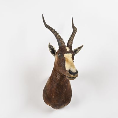 une image représentant une tête d'antilope accrochée au mur