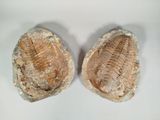 two fossilized trilopods are shown on a white surface