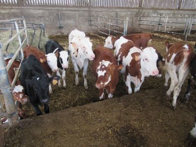 many cows that are standing in a pen together