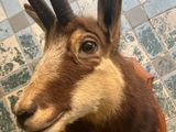 a goat head mounted on the wall of a building