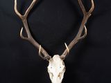 a deer skull with antlers on a black background