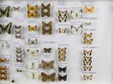 many different types of butterflies on display in a glass case