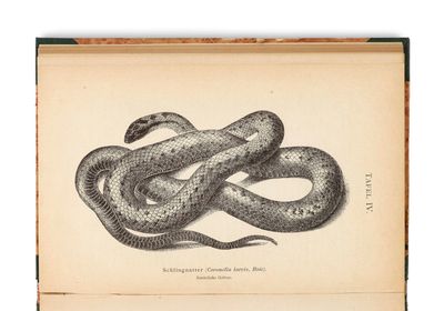 un vieux livre dont la couverture est ornée d'un dessin représentant un serpent