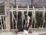 a black and white cow eating hay in a barn