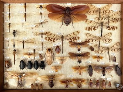 a lot of insects that are on display in a wooden frame