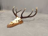 an image of a deer ' s skull with antlers on a wooden stand