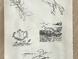 sketches of birds and flowers on a piece of paper on a table