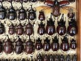 display of various beetles in a wooden frame on a wall